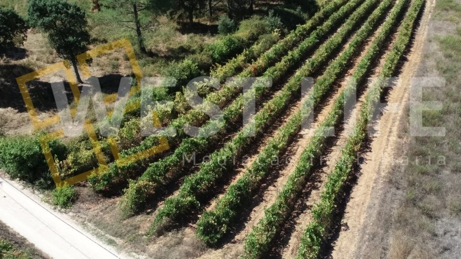 Terreno Agricola ou Rústico para Venda em Freiria