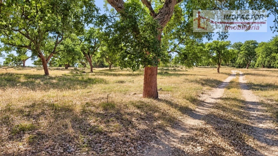 Quinta para Venda em Idanha-A-Nova e Alcafozes Foto 23
