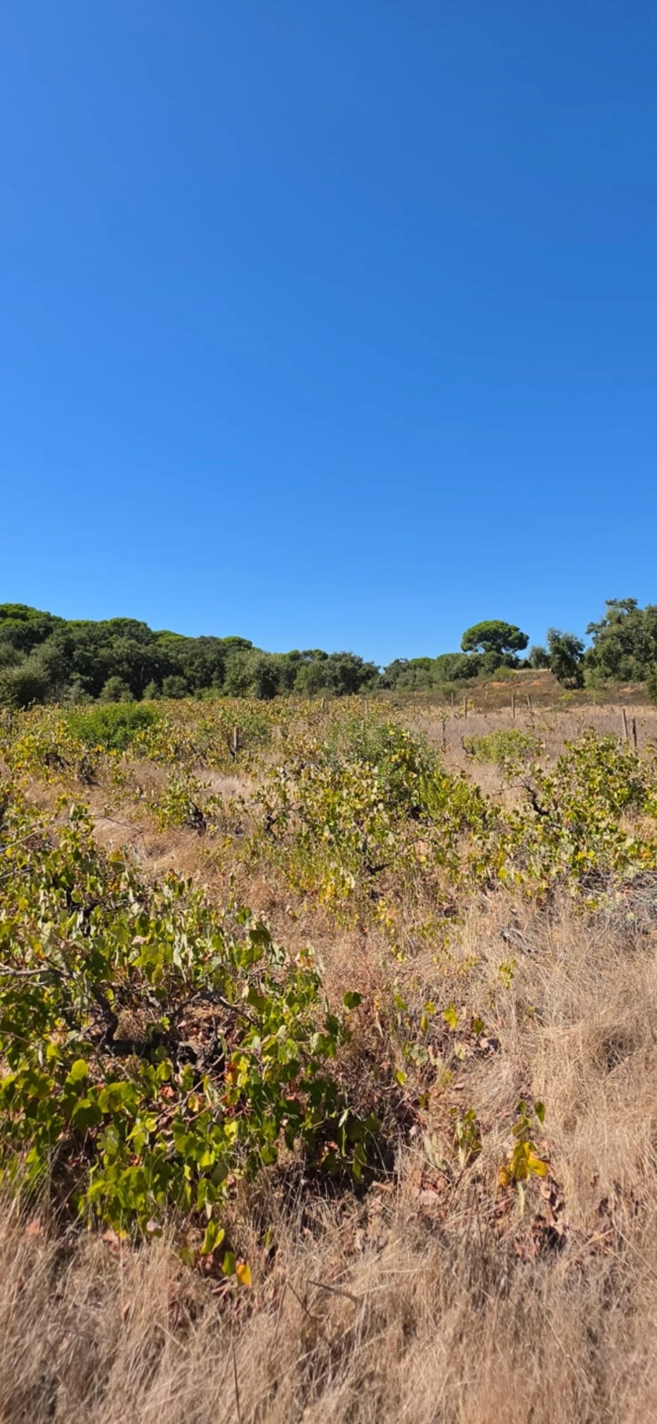 Terreno para Venda em Silves Foto 3