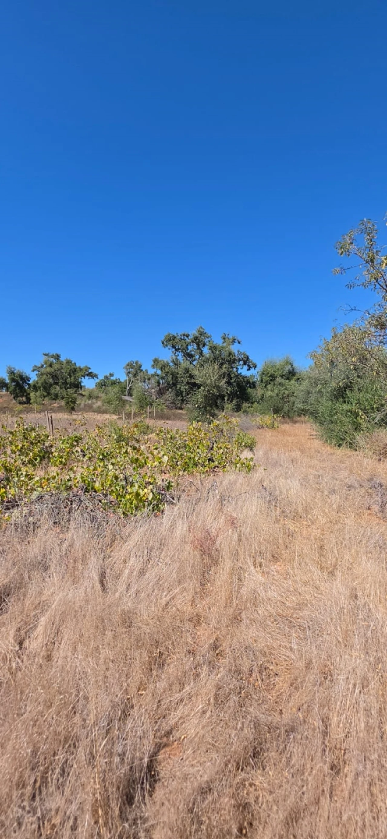 Terreno para Venda em Silves Foto 2