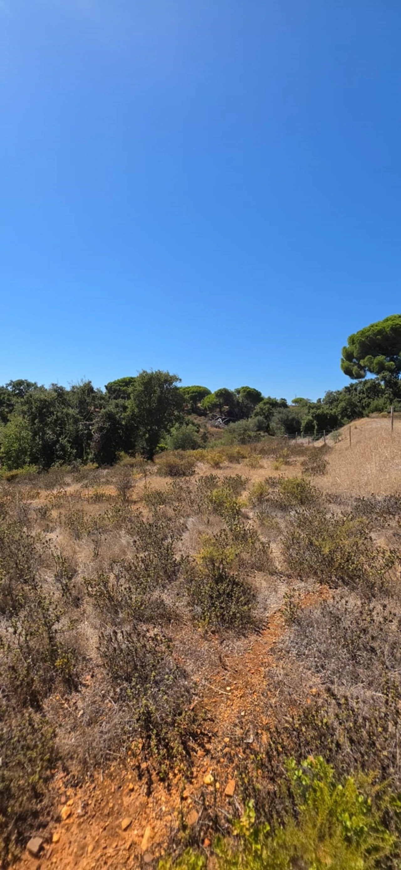 Terreno para Venda em Silves Foto 8