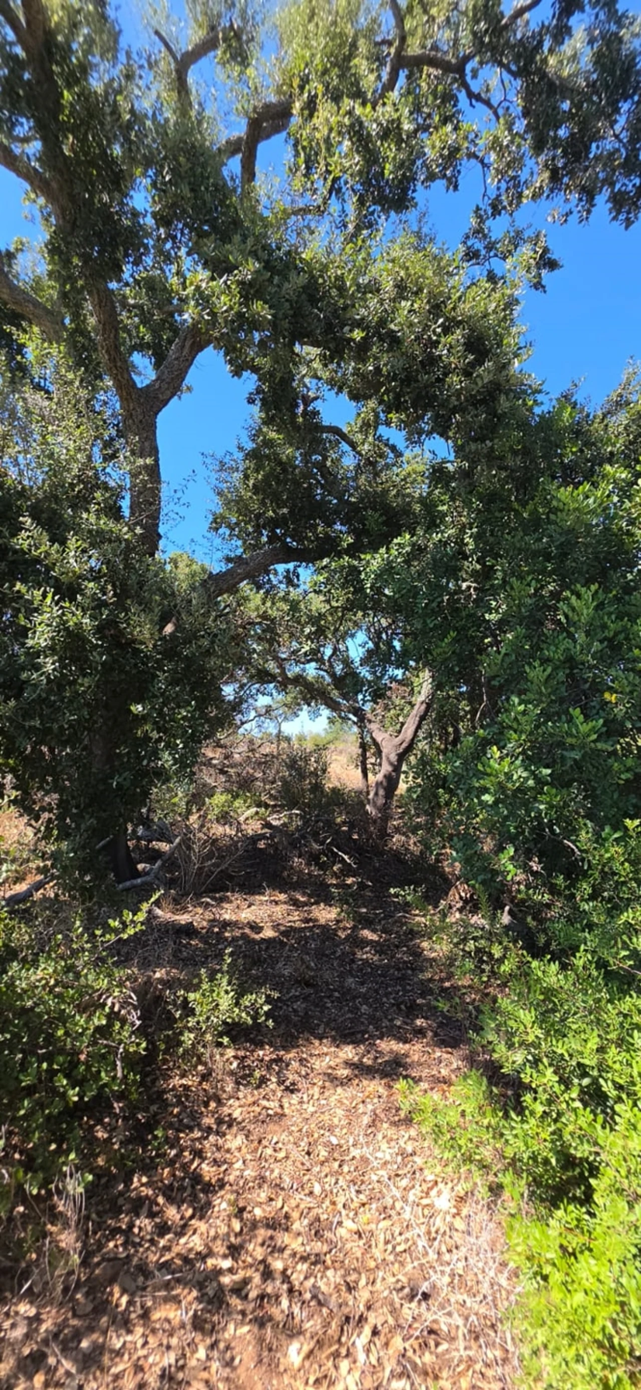Terreno para Venda em Silves Foto 7