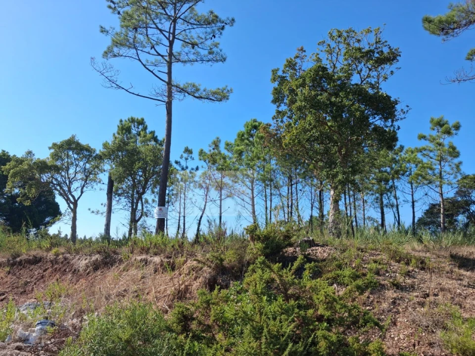 Terreno para Venda em Nadadouro Foto 1