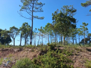 Terreno para Venda em Nadadouro