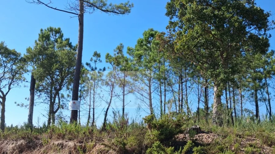 Terreno para Venda em Nadadouro