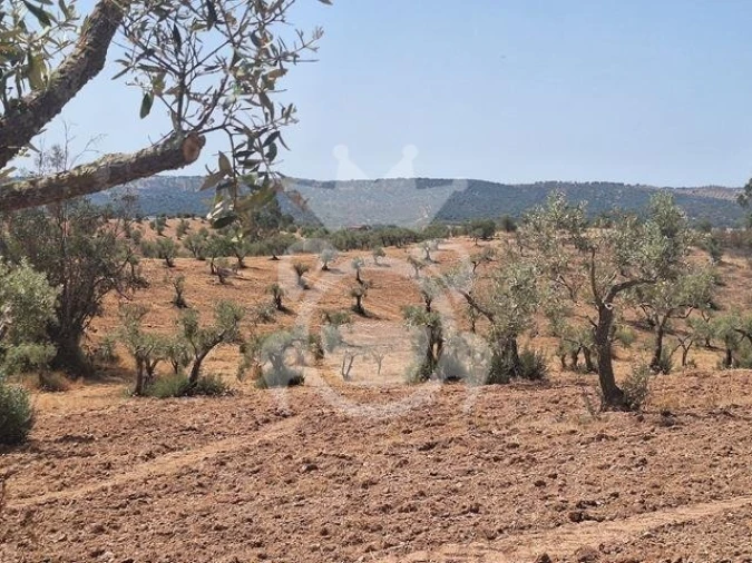 Terreno para Venda em Amieira e Alqueva Foto 9