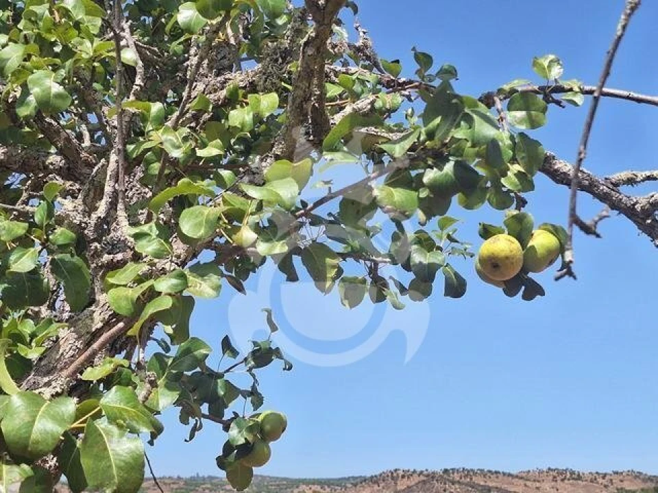 Terreno para Venda em Amieira e Alqueva Foto 12