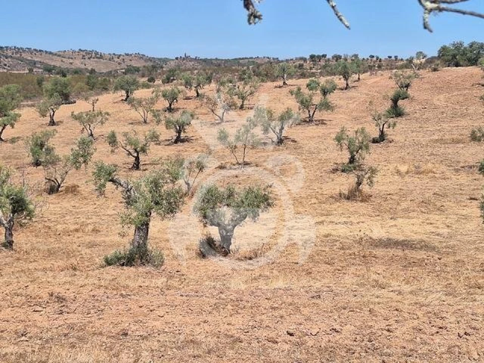 Terreno para Venda em Amieira e Alqueva Foto 2