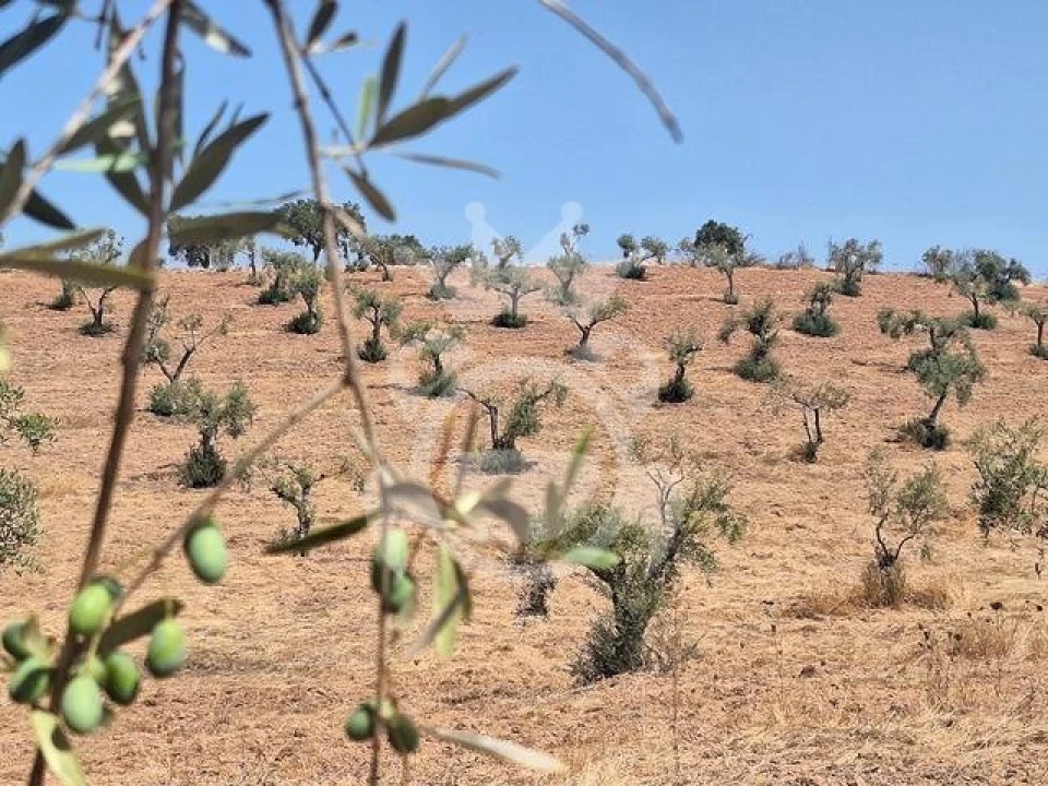 Terreno para Venda em Amieira e Alqueva Foto 4