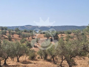 Terreno para Venda em Amieira e Alqueva