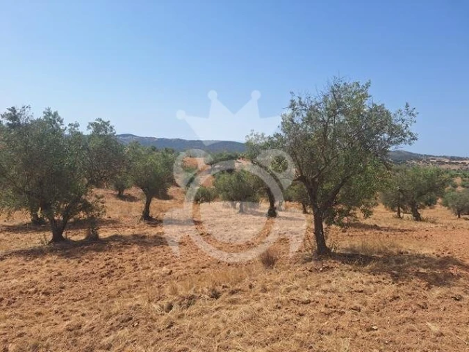 Terreno para Venda em Amieira e Alqueva Foto 2
