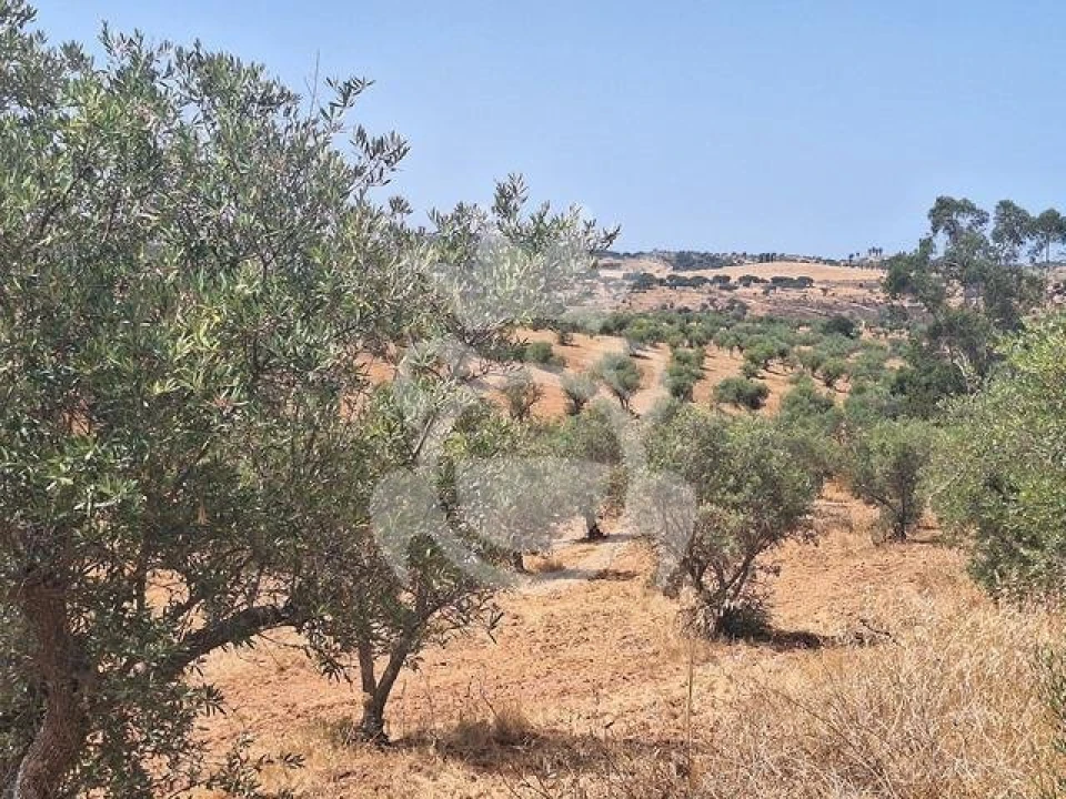 Terreno para Venda em Amieira e Alqueva Foto 4