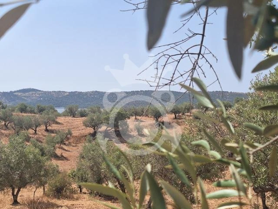 Terreno para Venda em Amieira e Alqueva Foto 1