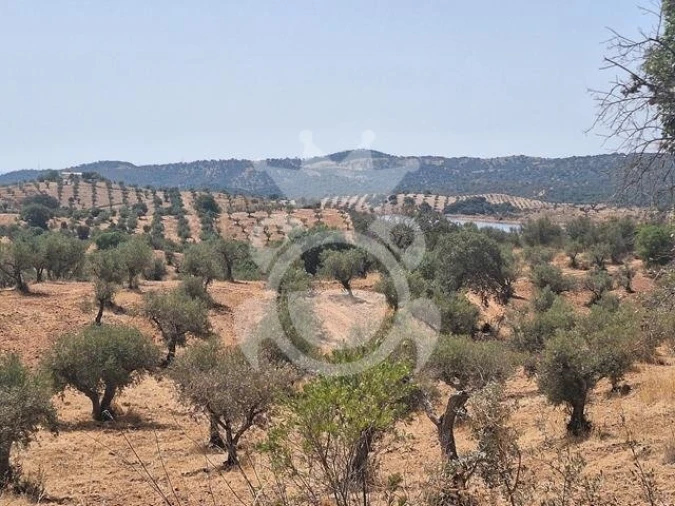 Terreno para Venda em Amieira e Alqueva Foto 11