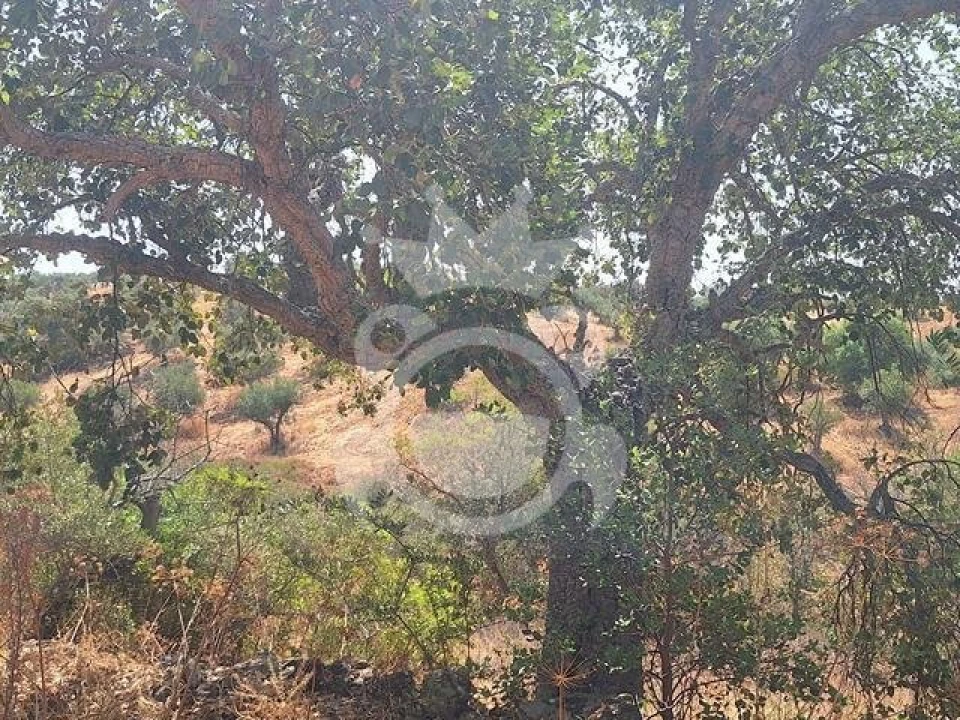 Terreno para Venda em Amieira e Alqueva Foto 5