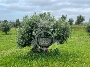 Terreno para Venda em Portel