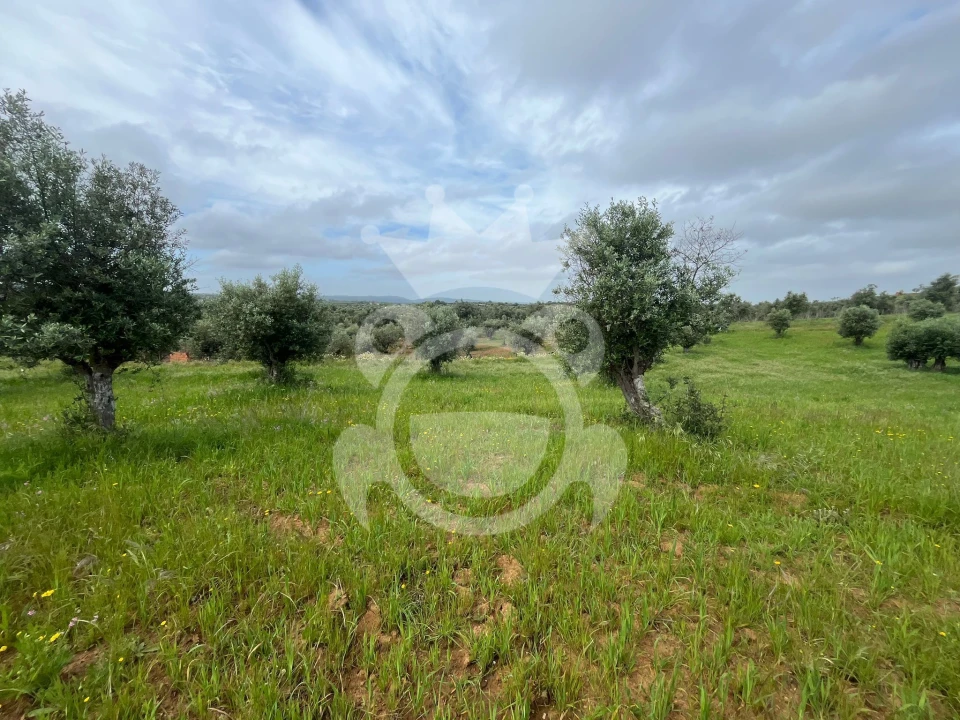 Terreno para Venda em Portel Foto 11