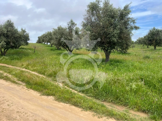 Terreno para Venda em Portel Foto 4