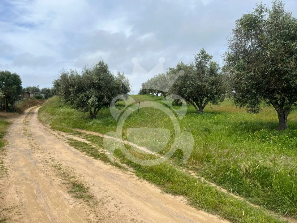 Terreno para Venda em Portel Foto 8