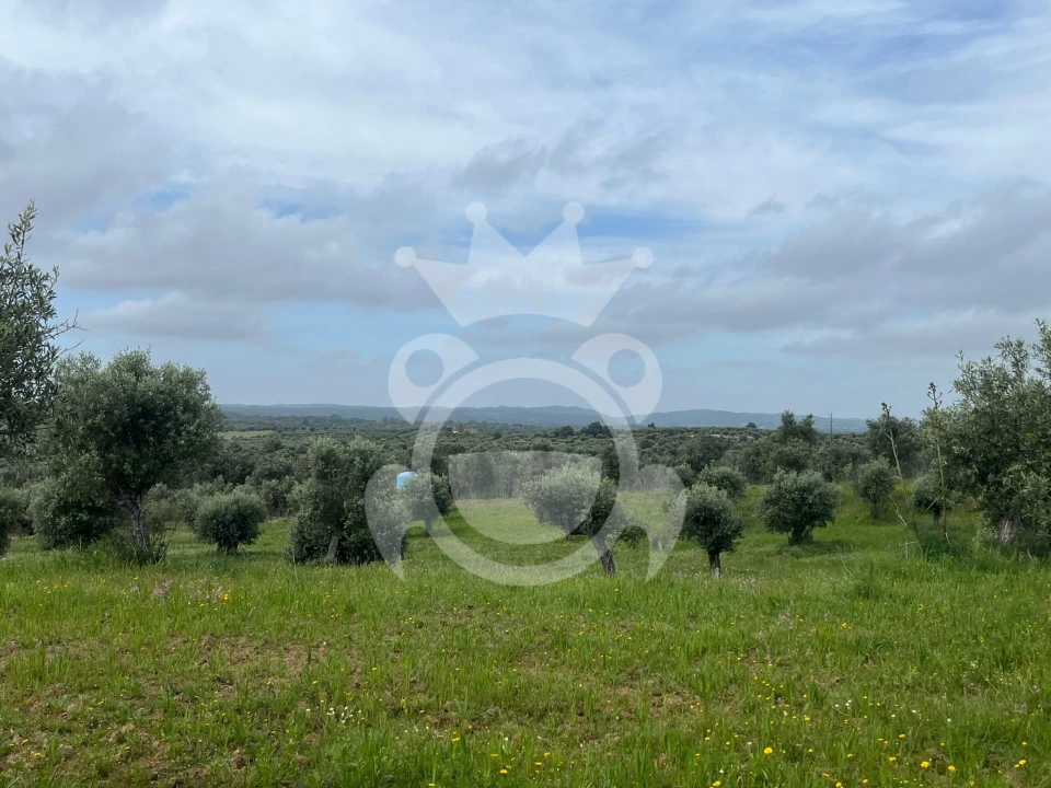 Terreno para Venda em Portel Foto 13