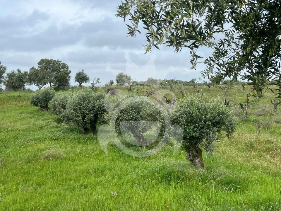 Terreno para Venda em Portel Foto 5