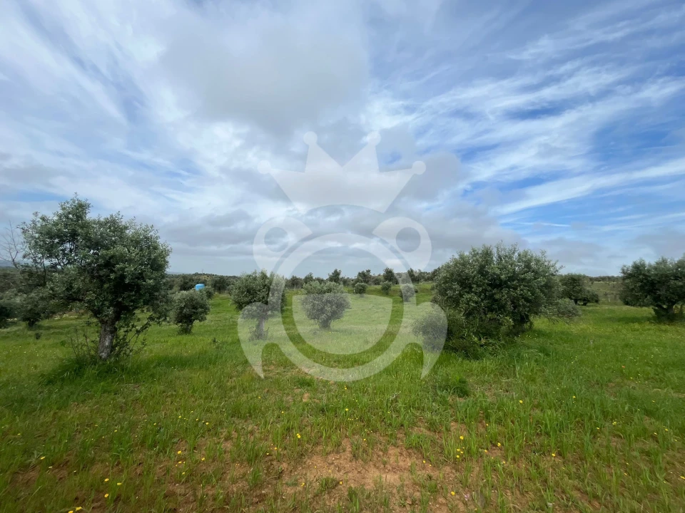 Terreno para Venda em Portel Foto 7
