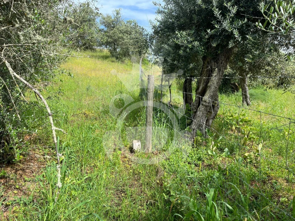 Terreno para Venda em Portel Foto 12