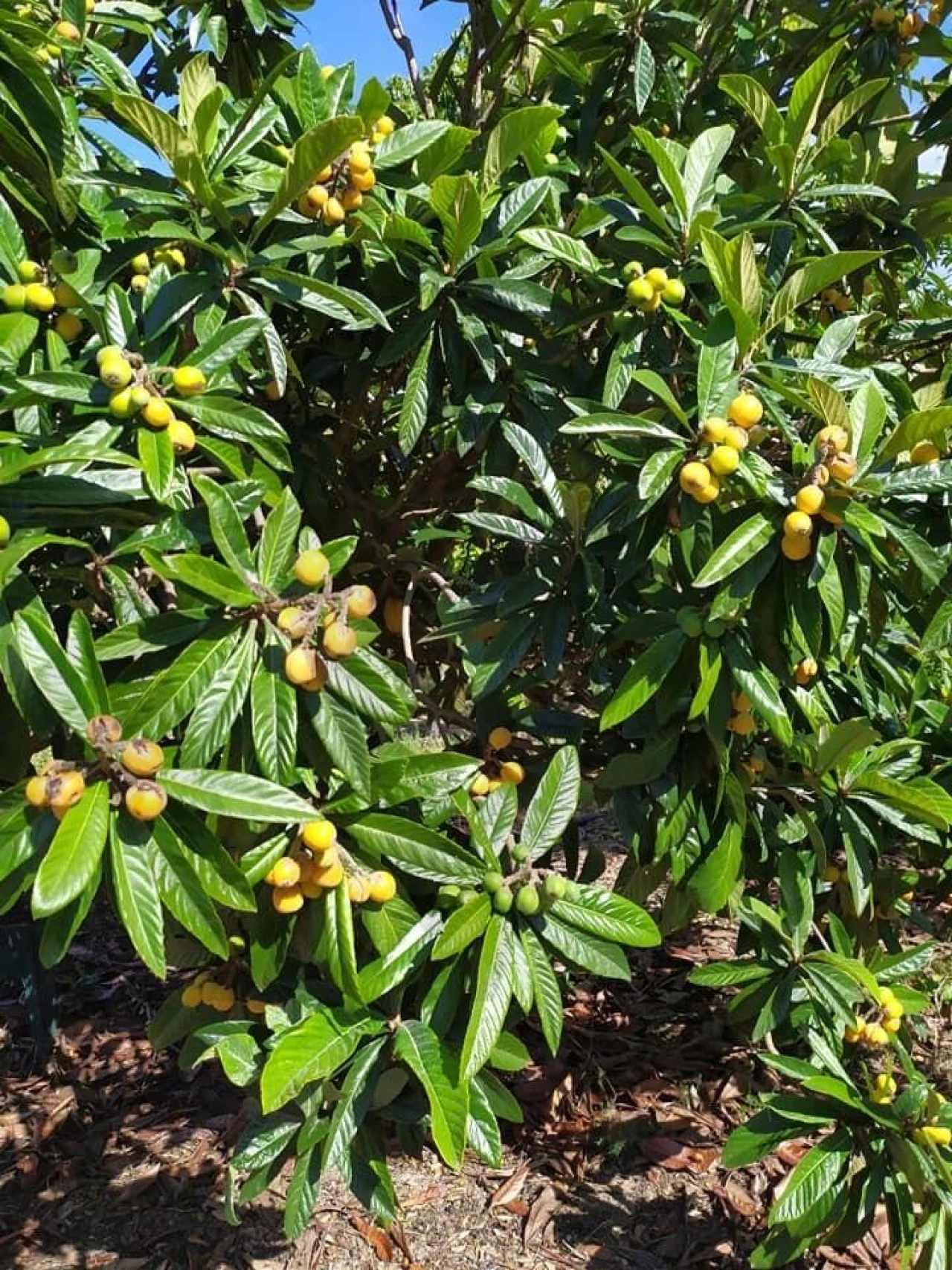 Quinta T4 para Venda em Moita Foto 63