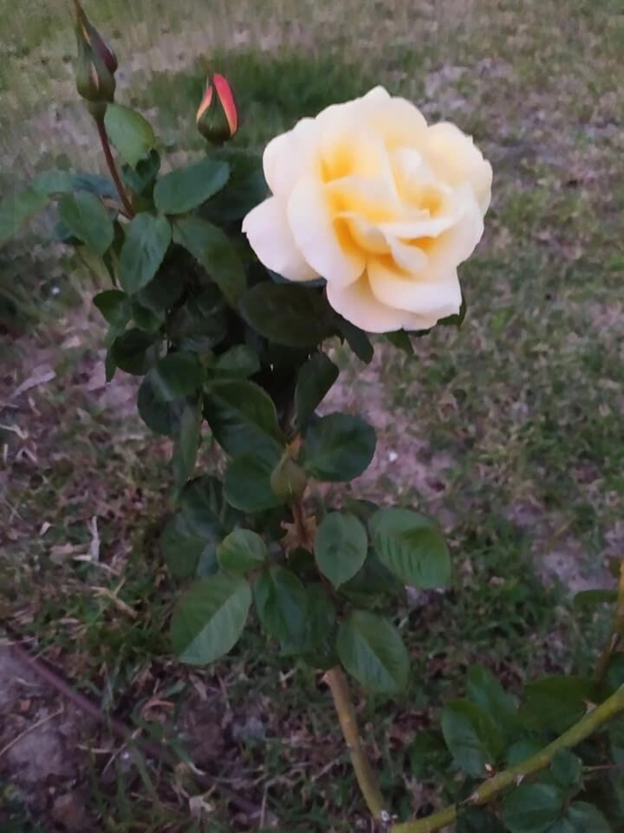 Quinta T4 para Venda em Moita Foto 78