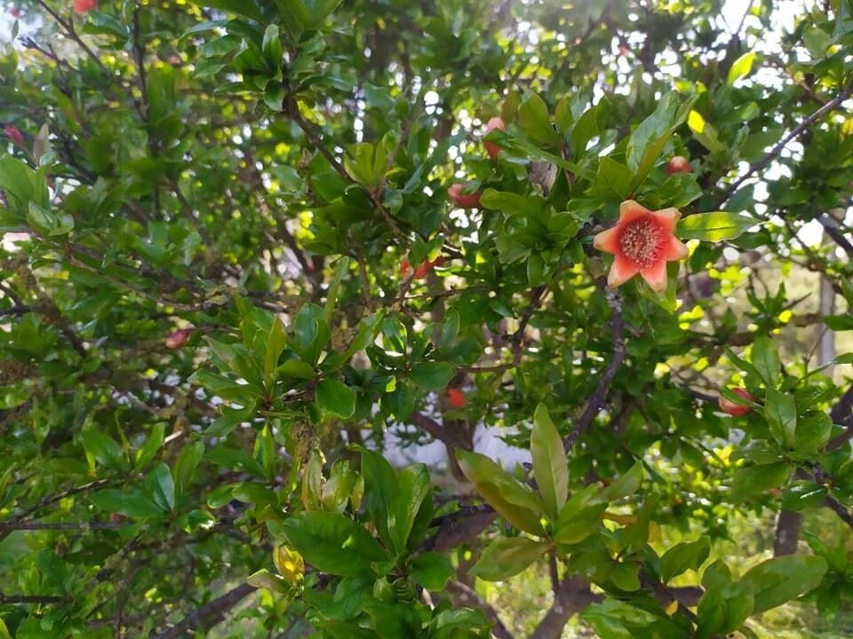 Quinta T4 para Venda em Moita Foto 60