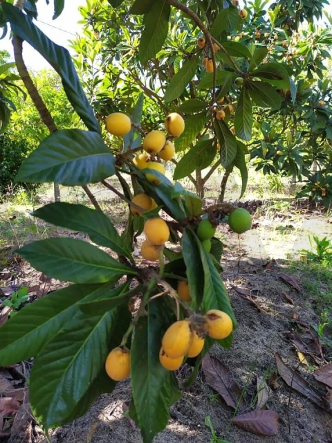 Quinta T4 para Venda em Moita