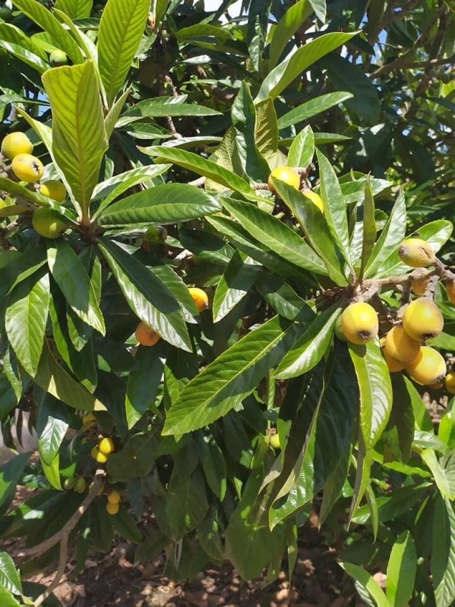 Quinta T4 para Venda em Moita Foto 79