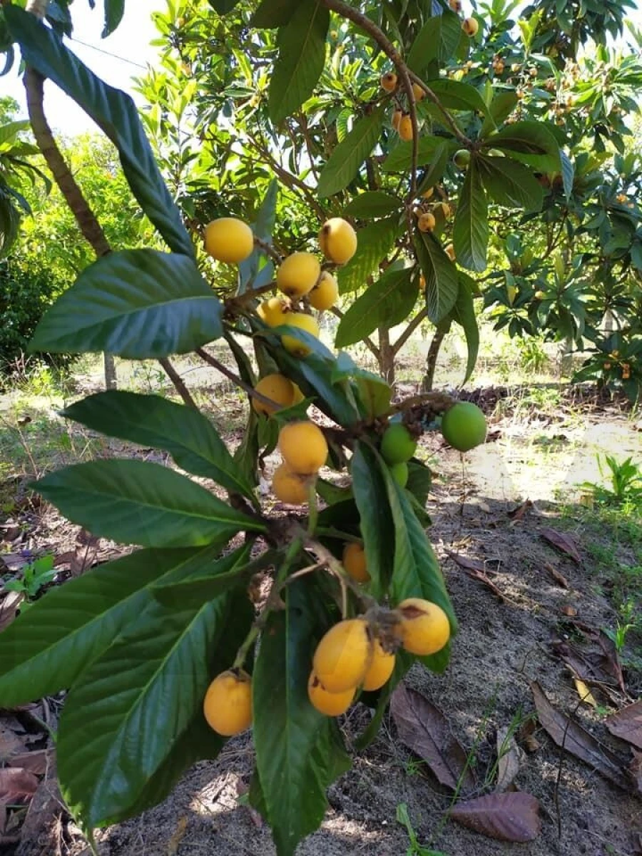 Quinta T4 para Venda em Moita Foto 67