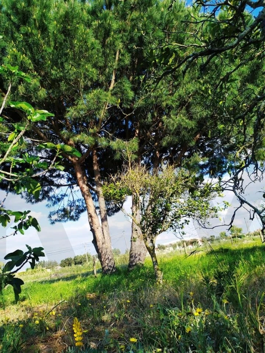 Quinta T4 para Venda em Moita Foto 28