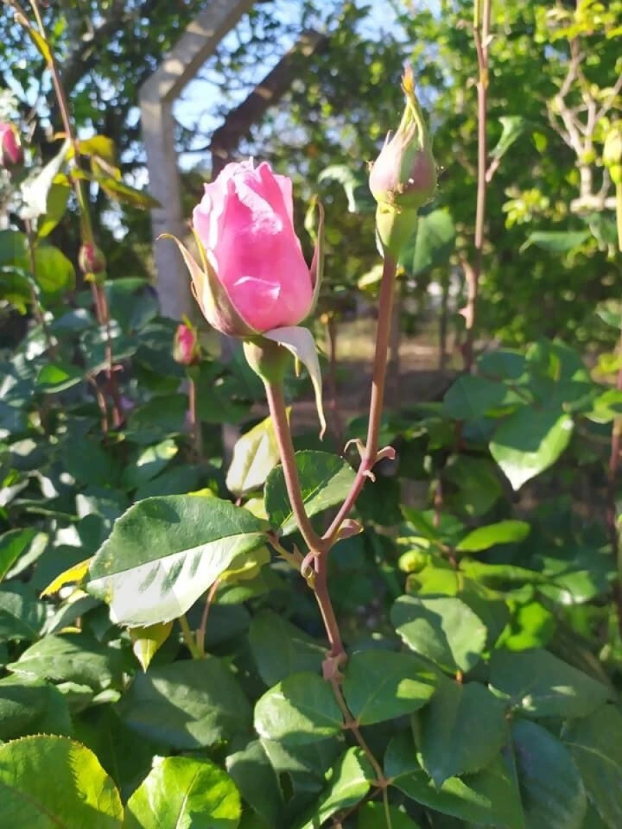 Quinta T4 para Venda em Moita Foto 69