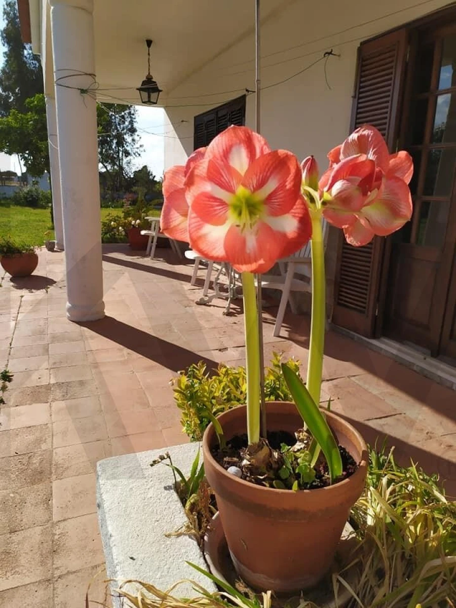 Quinta T4 para Venda em Moita Foto 77