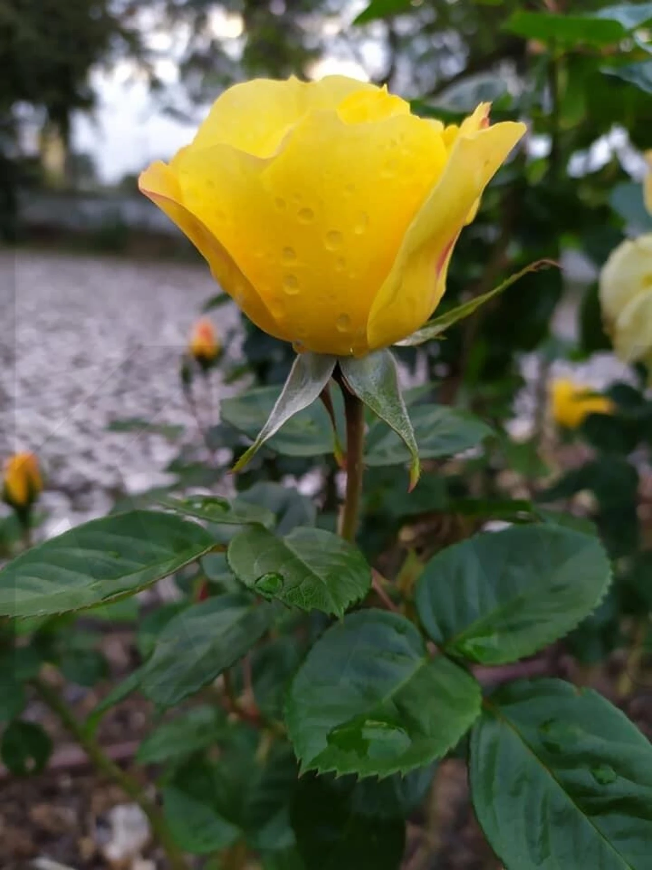 Quinta T4 para Venda em Moita Foto 62