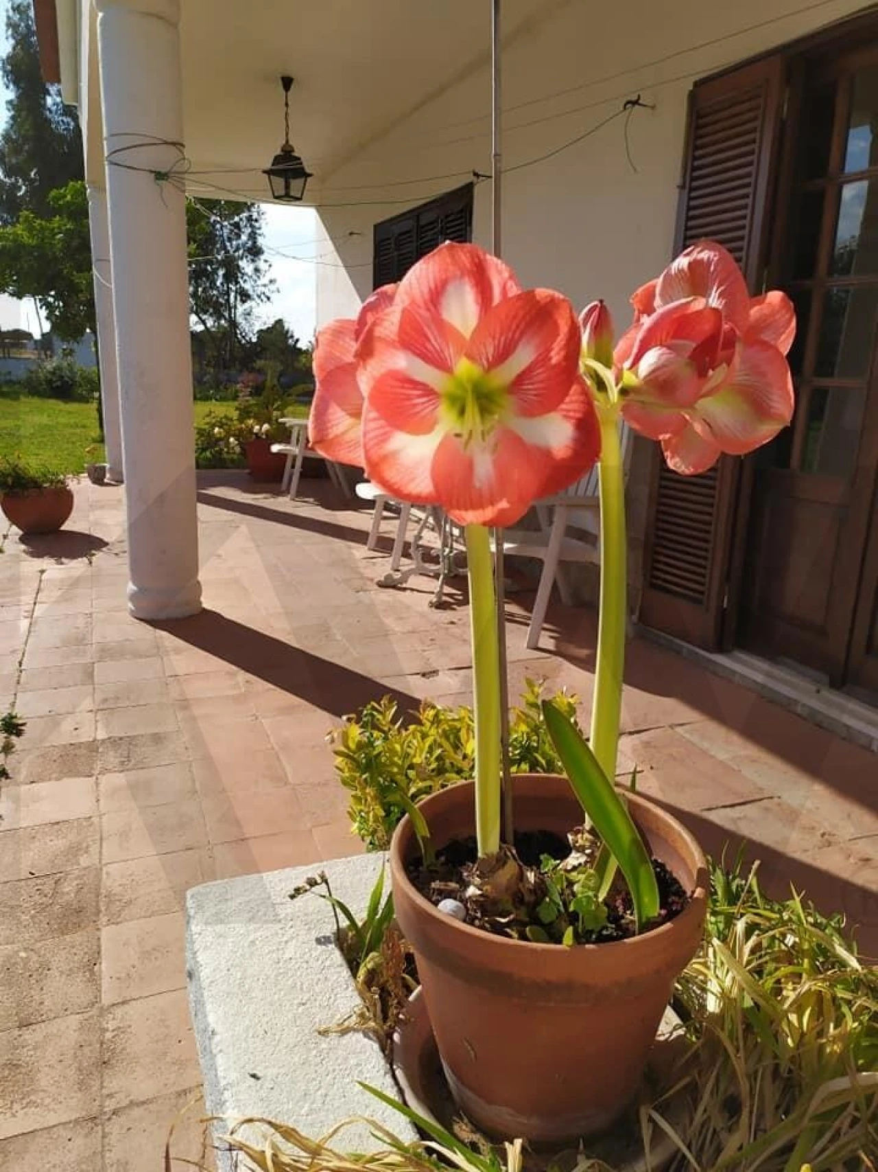 Quinta T4 para Venda em Moita Foto 77
