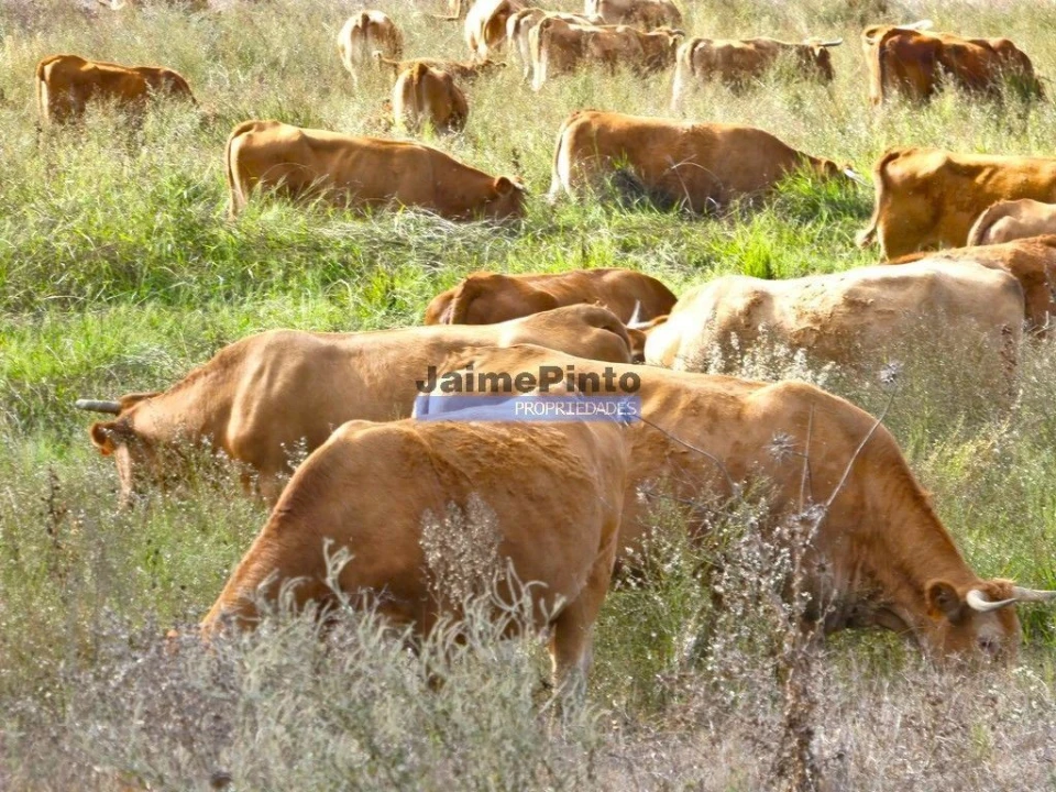 Terreno Agricola ou Rústico para Venda em Aljustrel e Rio de Moinhos Foto 2