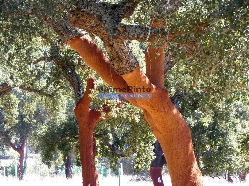 Terreno Agricola ou Rústico para Venda em Aljustrel e Rio de Moinhos Foto 4