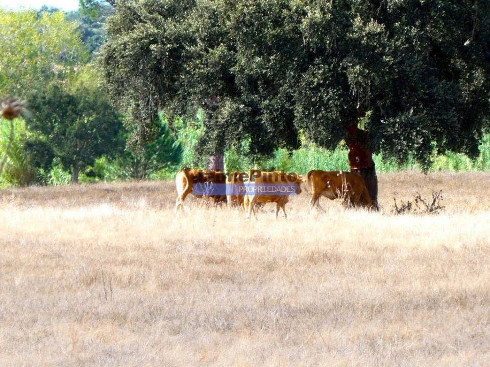 Terreno Agricola ou Rústico para Venda em Aljustrel e Rio de Moinhos Foto 7