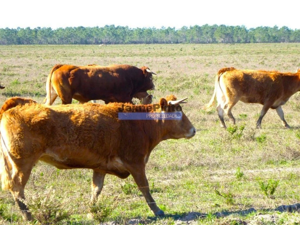 Terreno Agricola ou Rústico para Venda em Aljustrel e Rio de Moinhos Foto 8