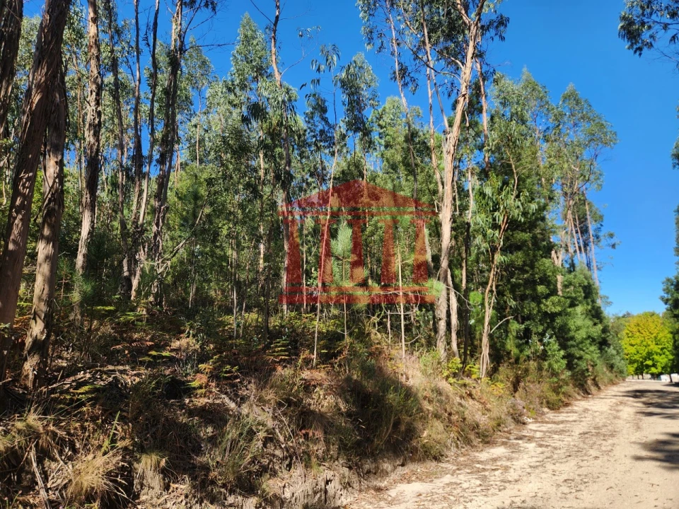 Terreno Agricola ou Rústico para Venda em Oliveira Foto 8