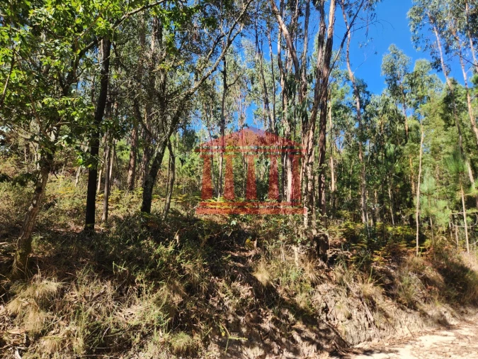 Terreno Agricola ou Rústico para Venda em Oliveira Foto 3