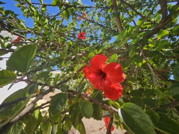 Moradia T4 para Venda em Tavira (Santa Maria e Santiago)