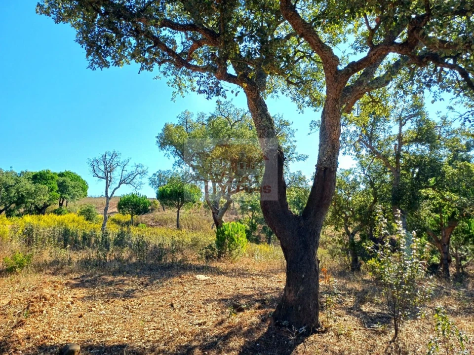 Terreno Agricola ou Rústico para Venda em Santiago do Cacém, Santa Cruz e São Bartolomeu da Serra Foto 6