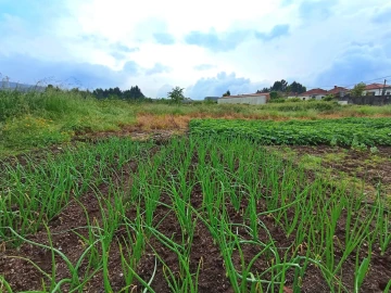 Terreno para Venda em Campo e Sobrado
