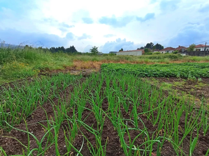 Terreno para Venda em Campo e Sobrado Foto 5