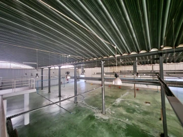 Armazém para Venda em Raiva, Pedorido e Paraíso