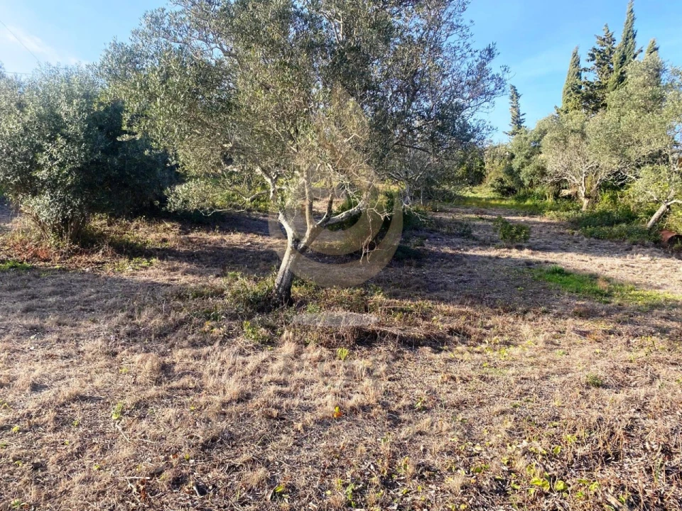 Terreno para Venda em Conceição e Estoi Foto 3